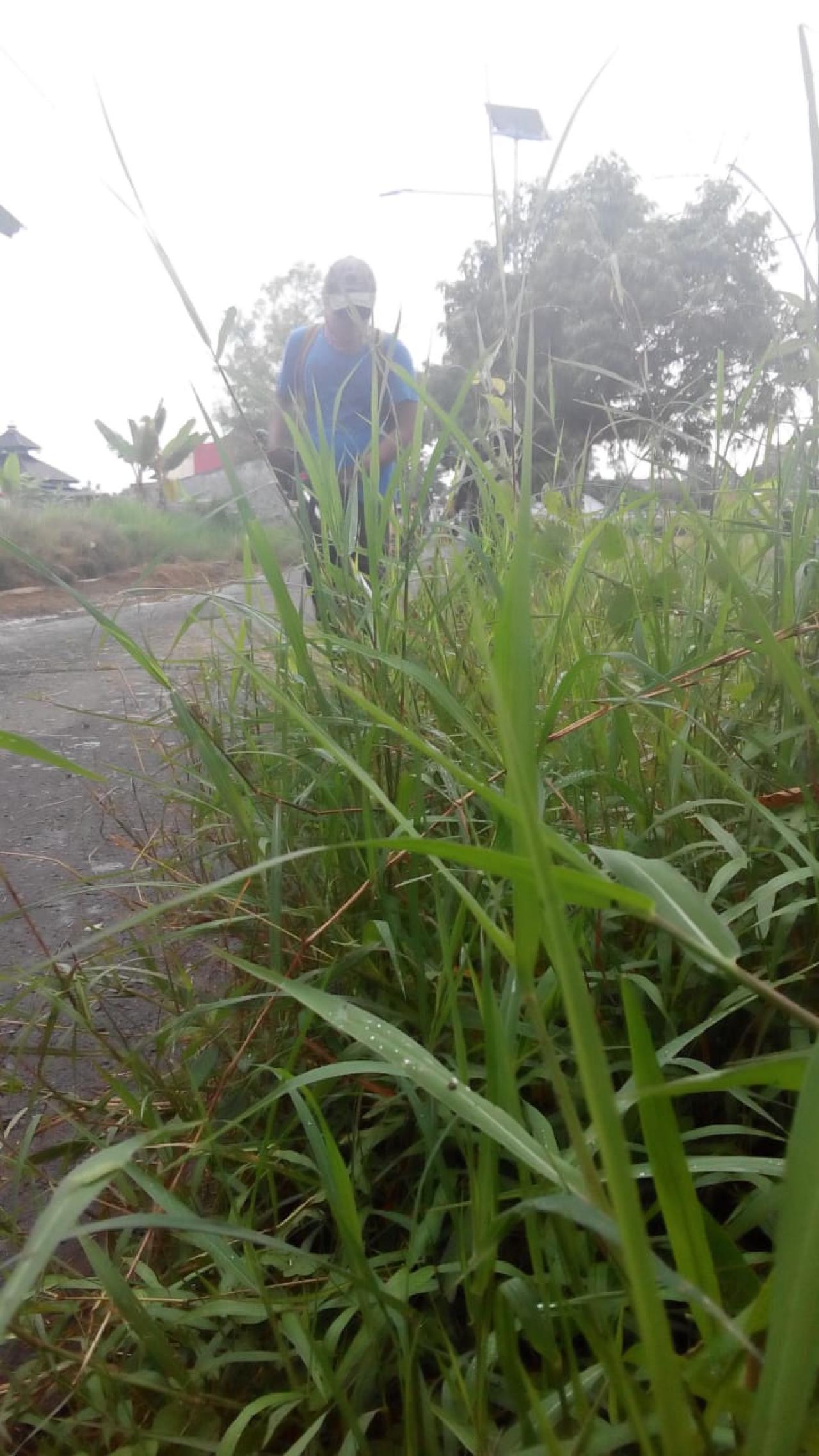 BABAT RUMPUT DI JALAN H M CHAERON Dinas Pekerjaan Umum Dan Penataan