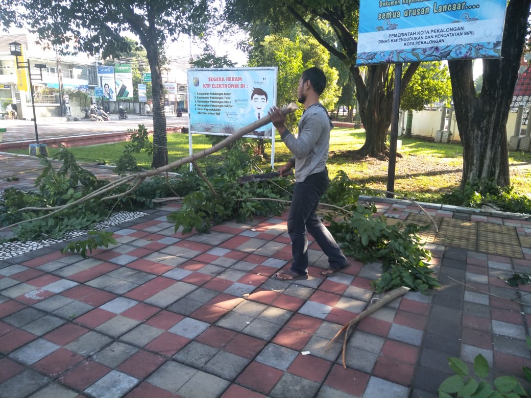 Perampingan Pohon
