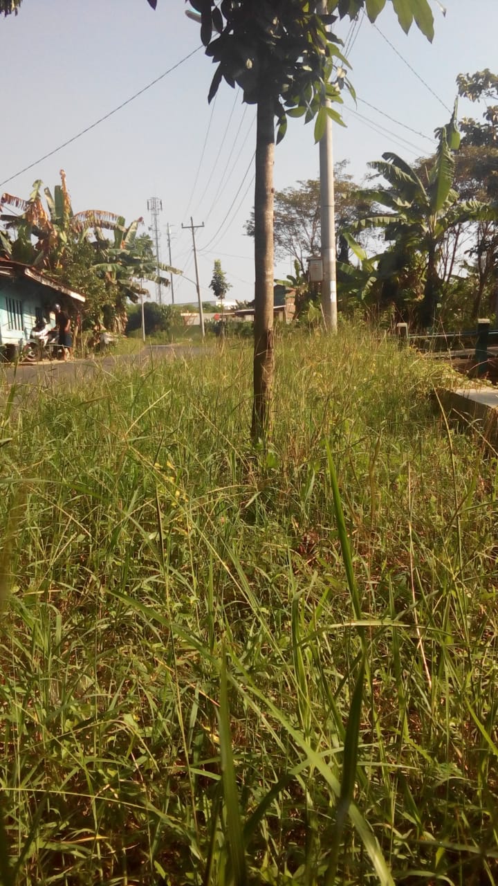 BABAT RUMPUT DI JALAN IR. SUTAMI