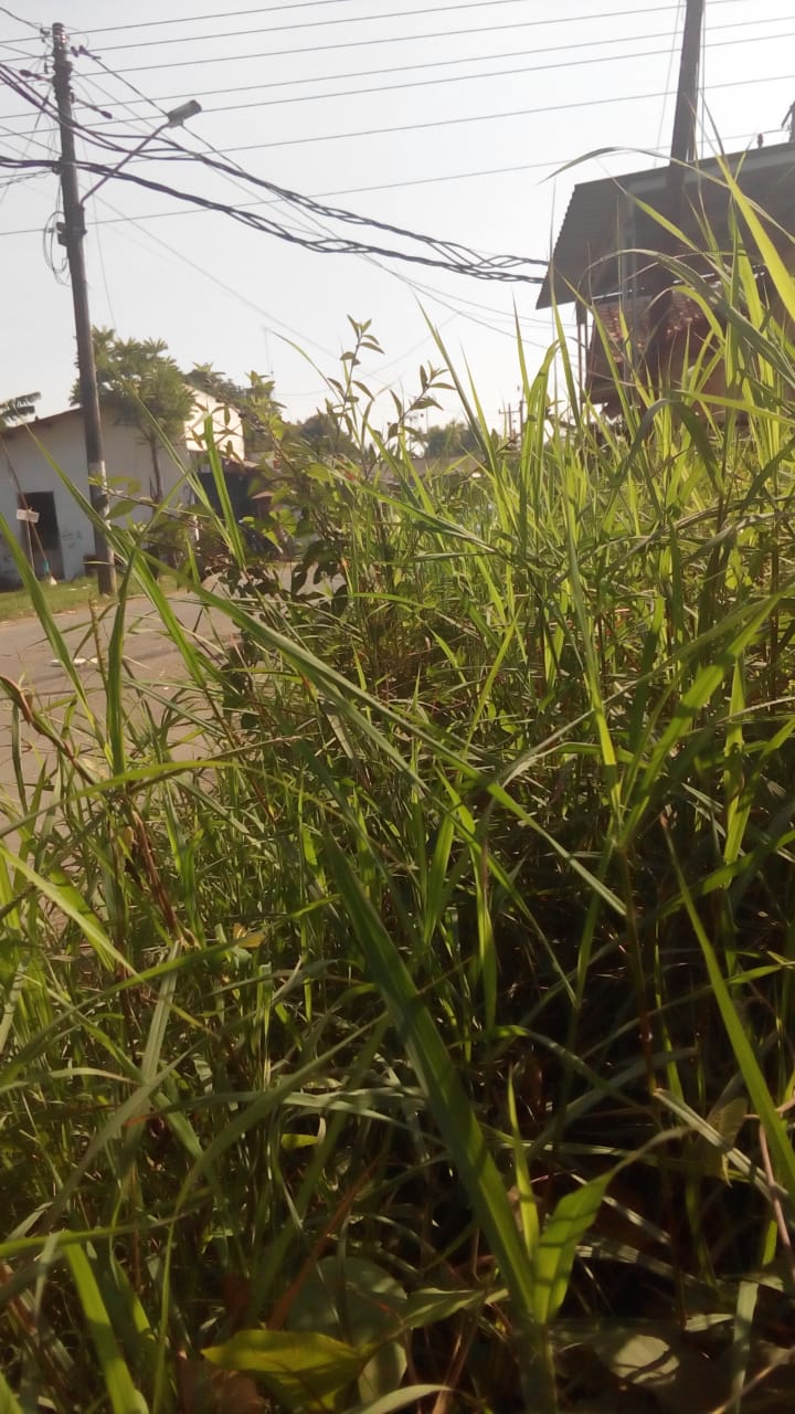 BABAT RUMPUT JALAN PARKIT/ MERPATI