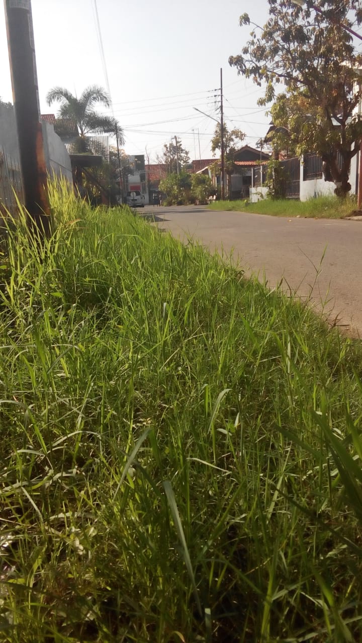 BABAT RUMPUT DI JALAN MURIA