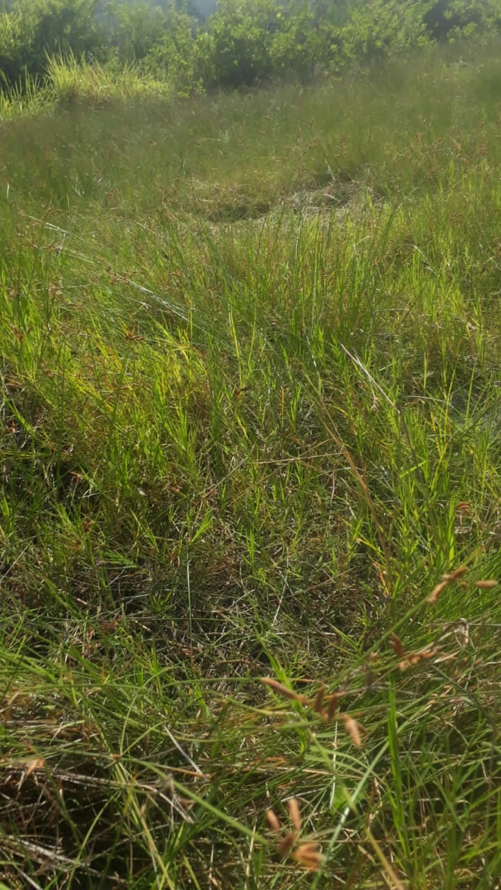 BABAT RUMPUT DI JALAN KUSUMA BANGSA 