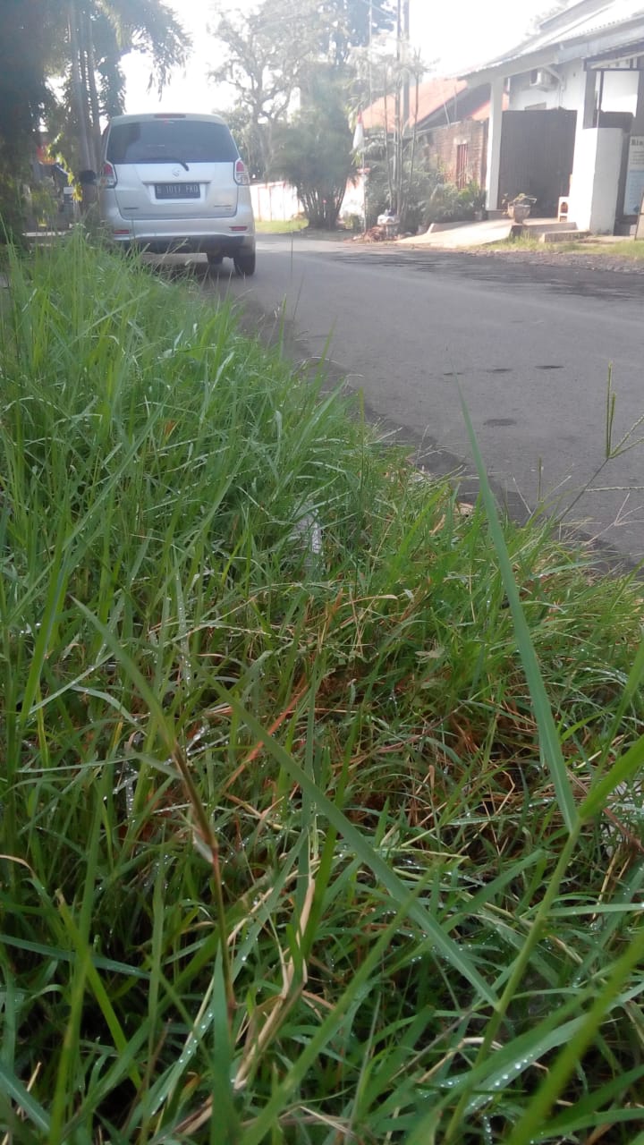 BABAT RUMPUT DI JALAN RINJANI