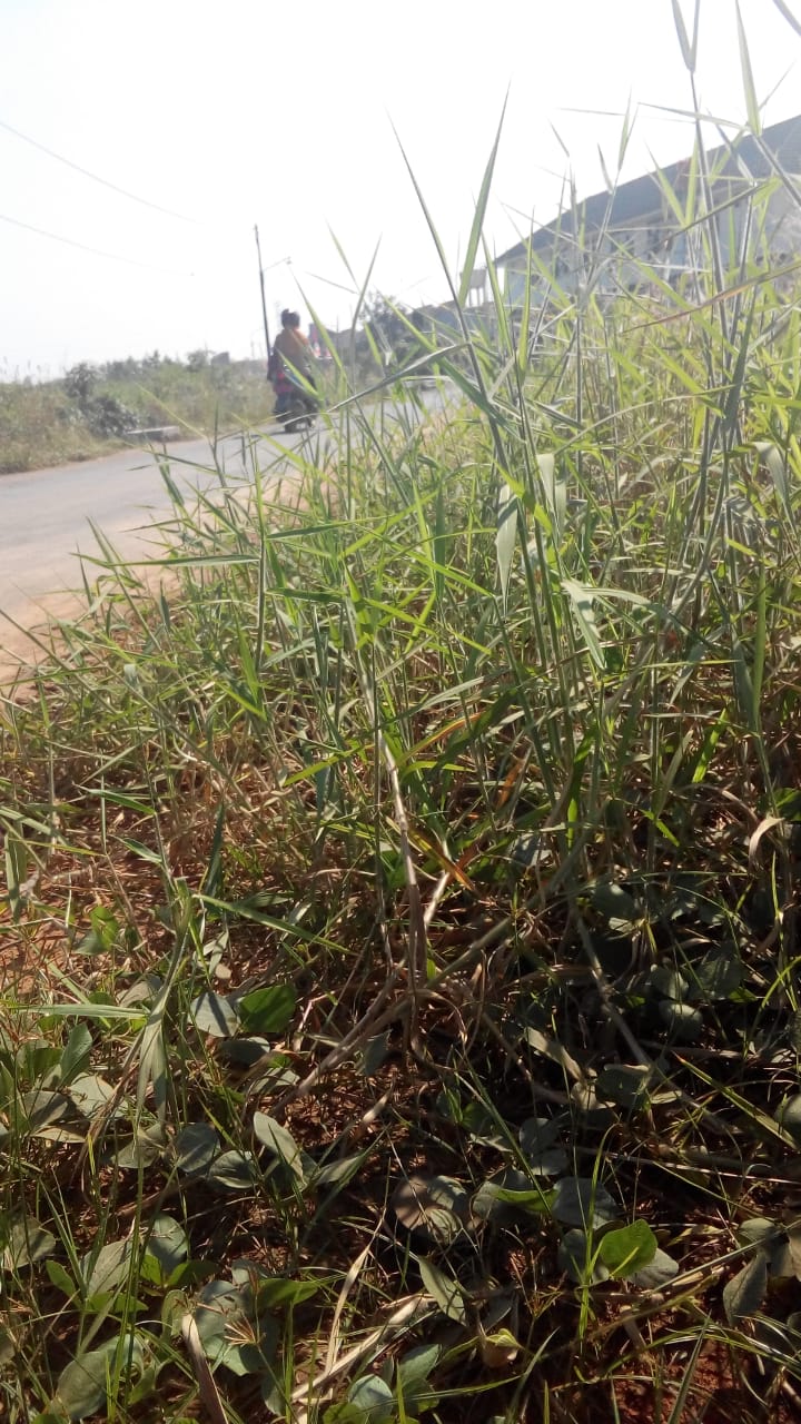 PEMBERSIHAN RUMPUT JALAN PELITA 2