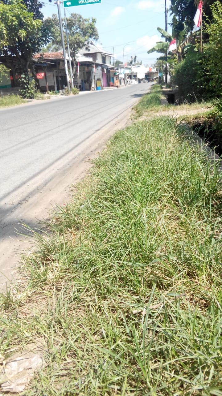 BABAT RUMPUT DI JALAN H. AHMAD JUNED