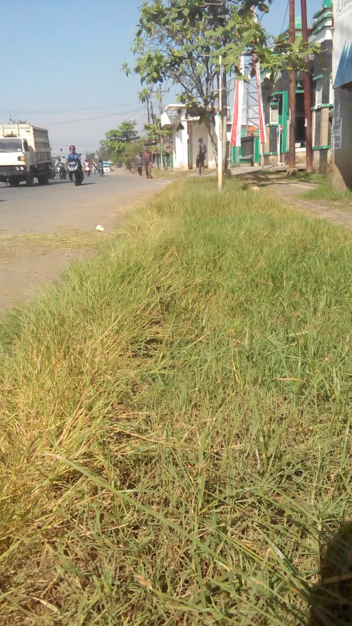 BABAT RUMPUT DI JALAN KUSUMA BANGSA
