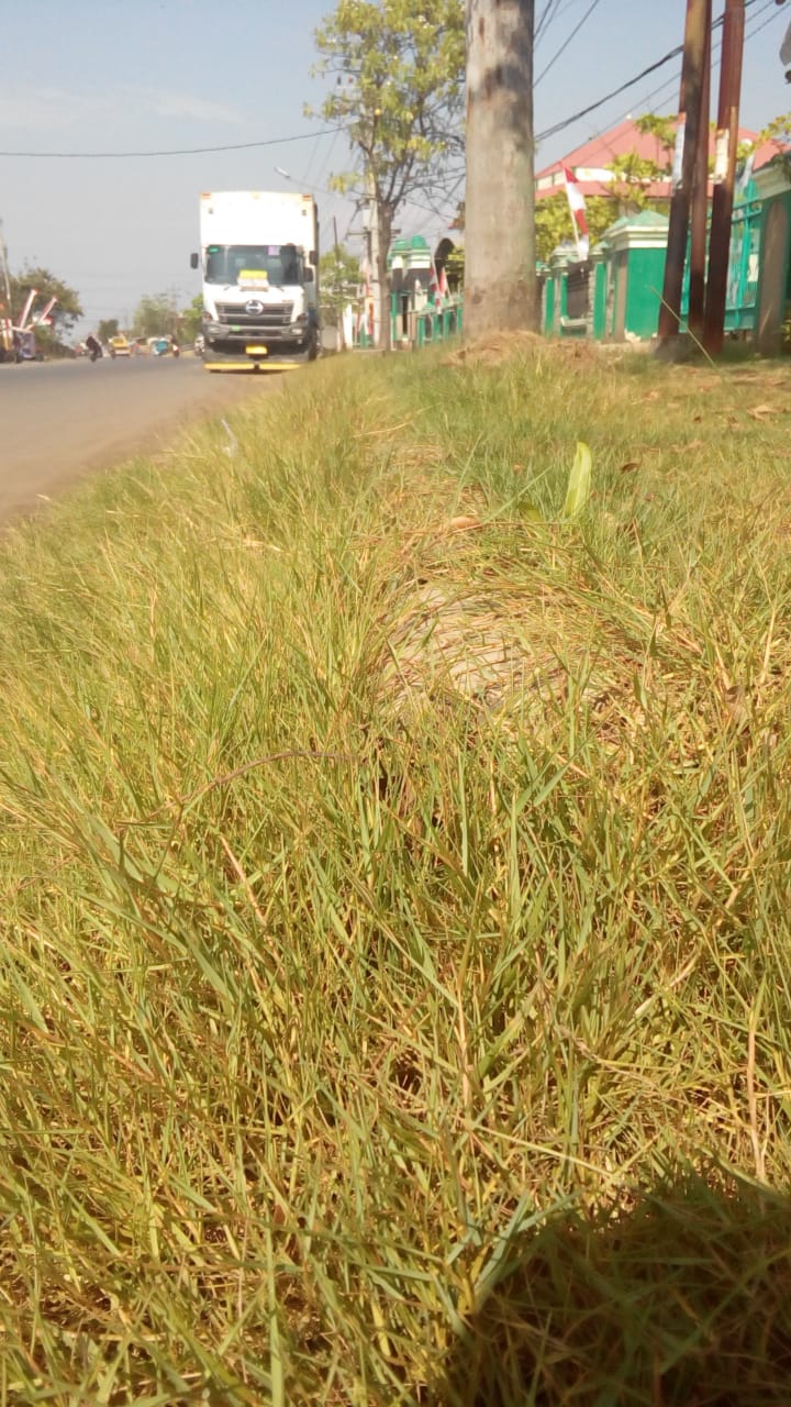 BABAT RUMPUT DI JALAN KUSUMA BANGSA
