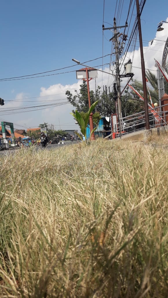 BABAT RUMPUT DI JALAN KUSUMA BANGSA