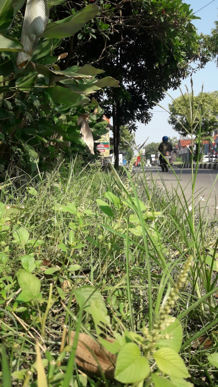 BABAT RUMPUT DI JALAN BINAGRIYA RAYA