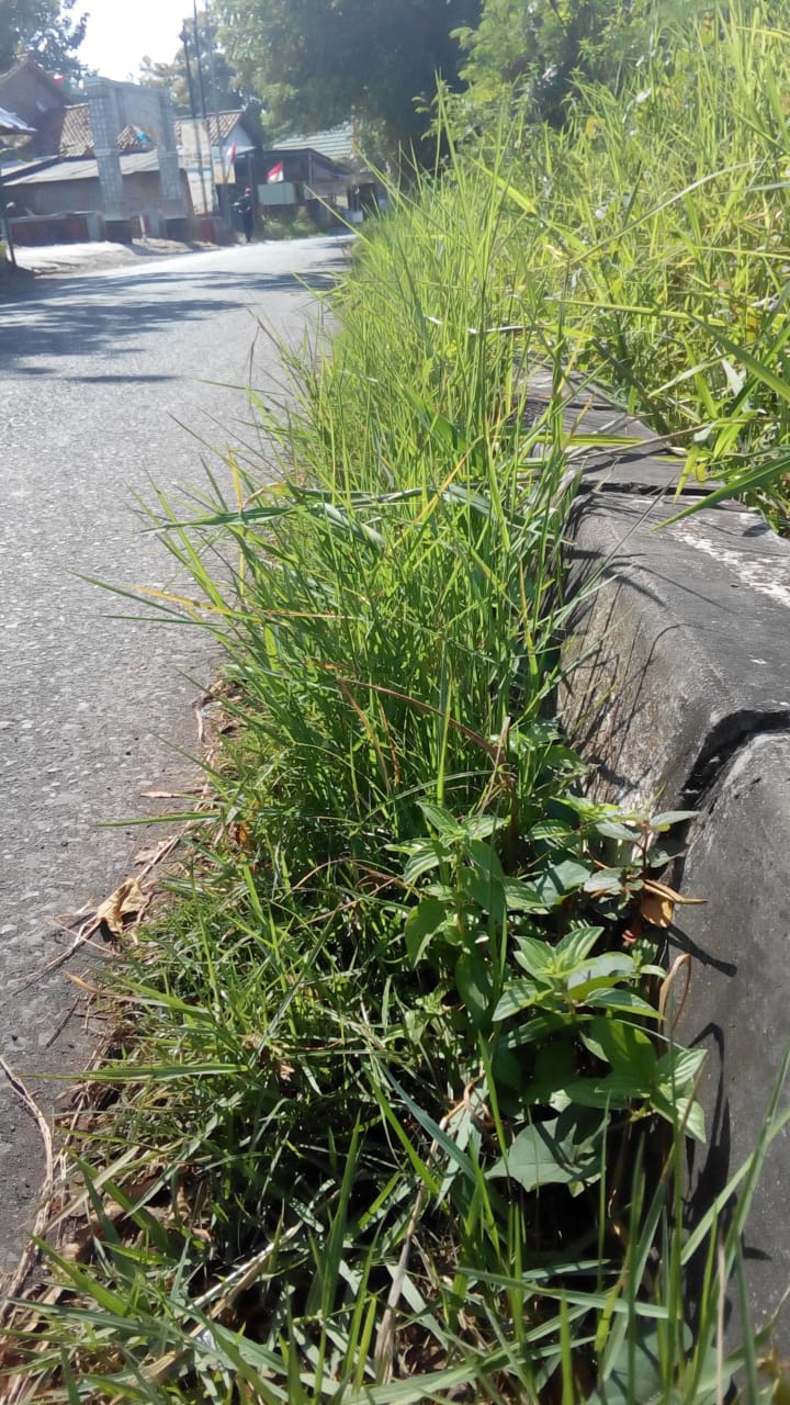 BABAT RUMPUT JALAN ASEM BINATUR