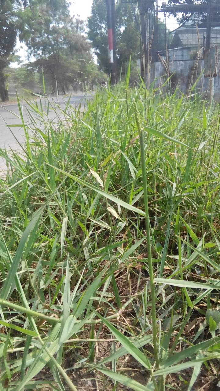 BABAT RUMPUT DI JALAN M. CHAERON