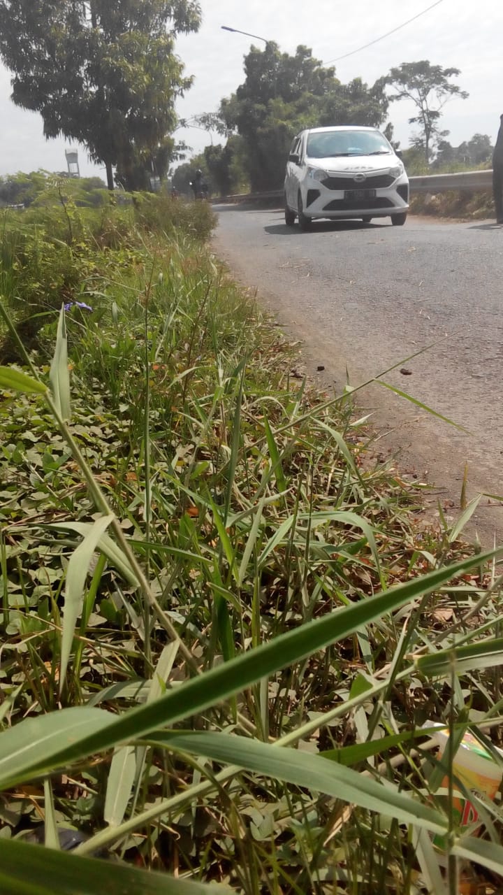 BABAT RUMPUT DI JALAN M. CHAERON