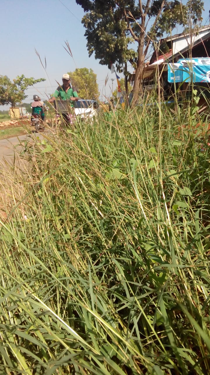 BABAT RUMPUT JALAN H.M. CHAERON