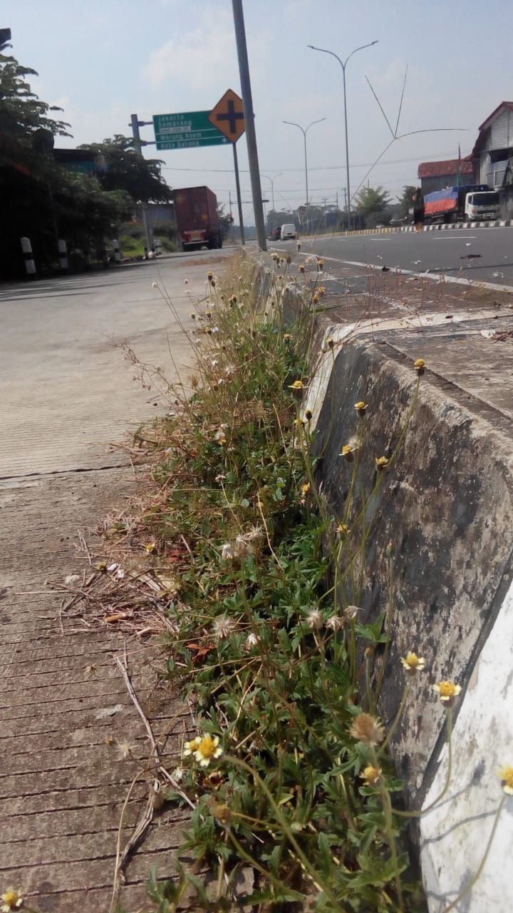BABAT RUMPUT DI JALAN ARF ARSLAN DJUNAID