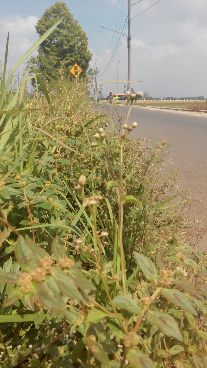BABAT RUMPUT DI JALAN AMPERA