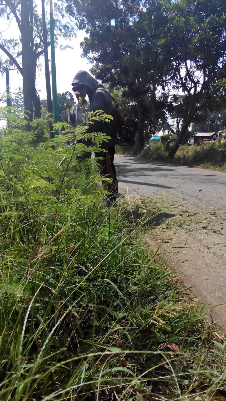 BABAT RUMPUT JALAN AMPERA
