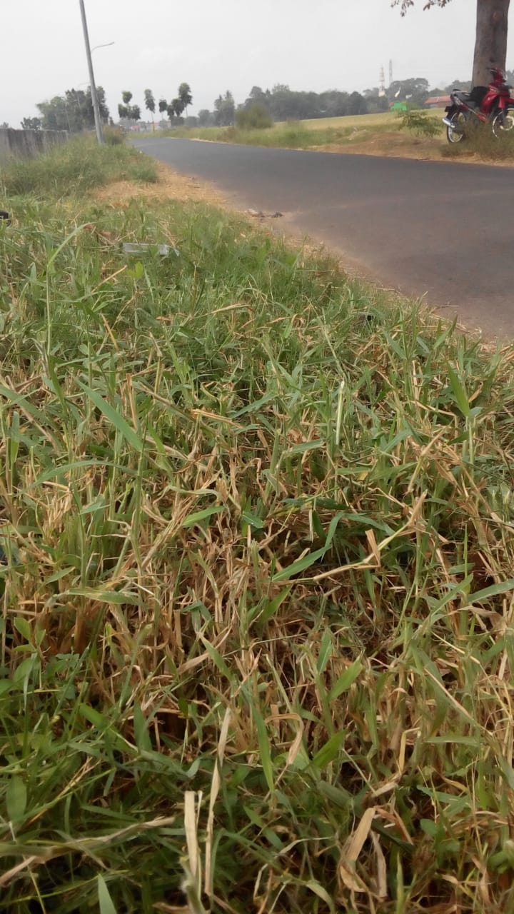 BABAT RUMPUT DI JALAN TRITURA