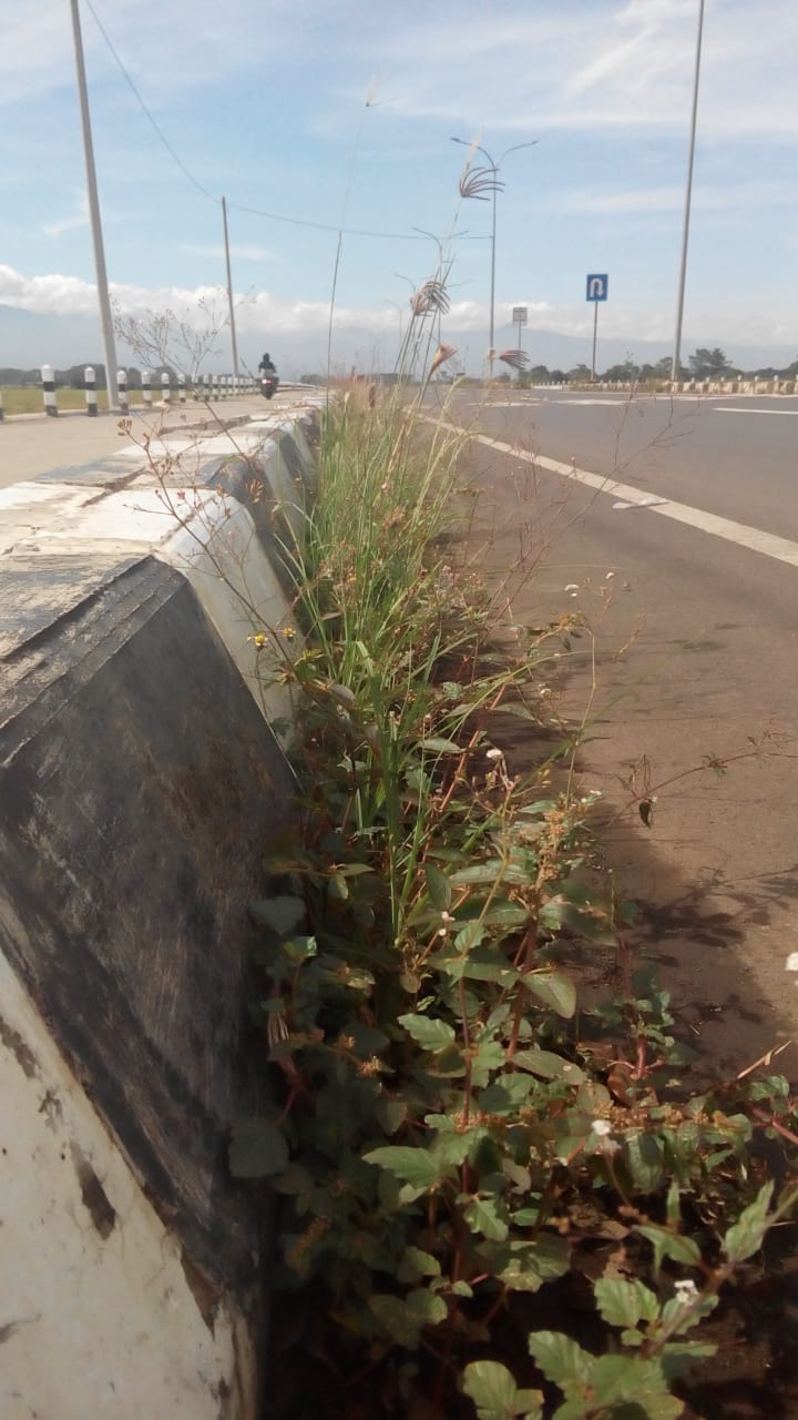 BABAT RUMPUT JALAN ACHMAD ALF ARSLAN DJUNAID