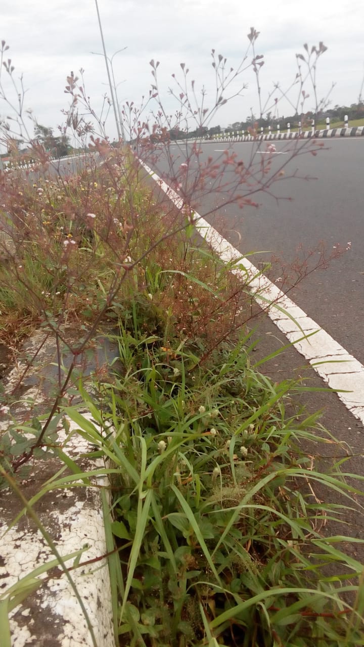 BABAT RUMPUT DI JALAN ACHMAD ALF DJUNAID