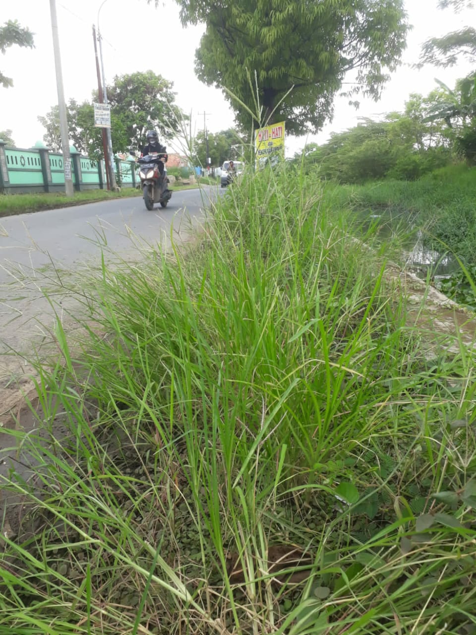 BABAT RUMPUT DI JALAN M. CHAERON