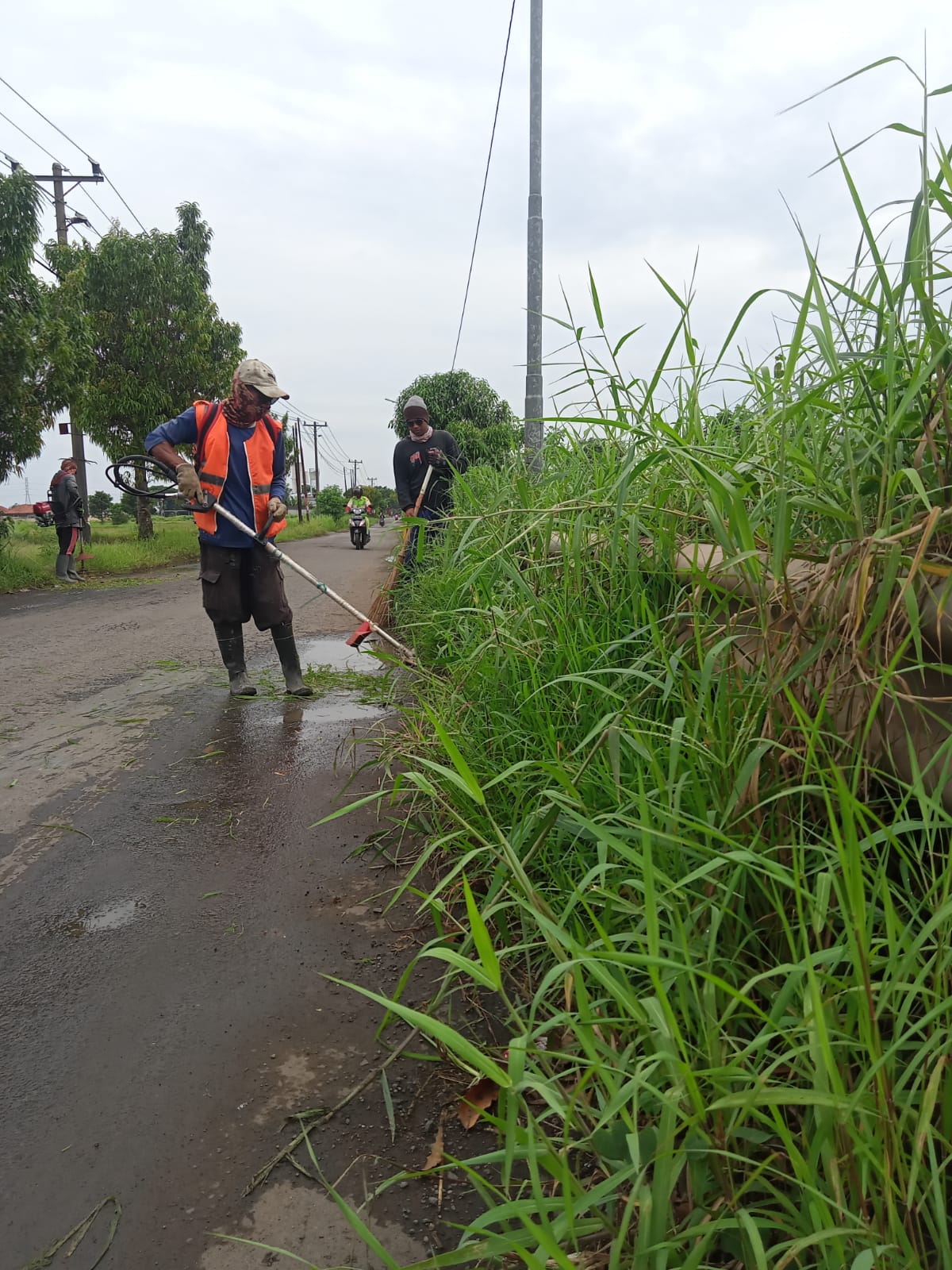 BABAT RUMPUT DI JALAN M. CHAERON