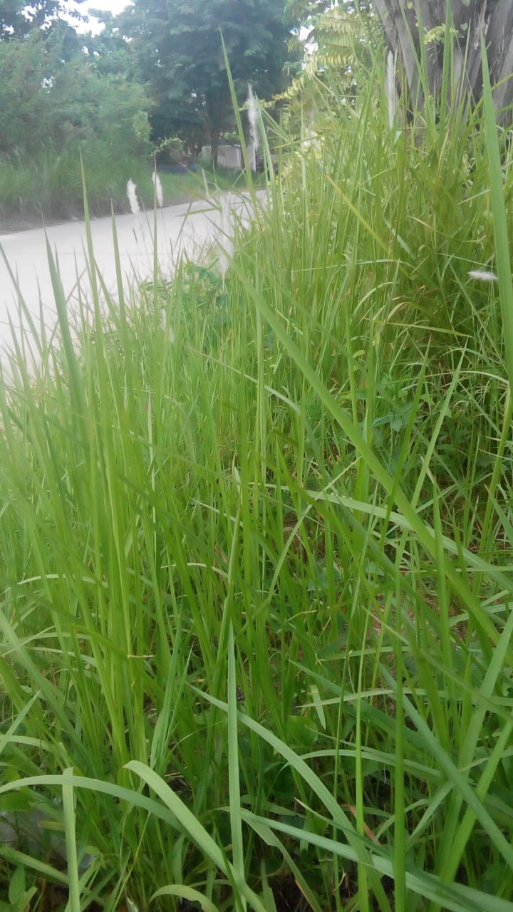 BABAT RUMPUT DI JALAN BUMIREJO