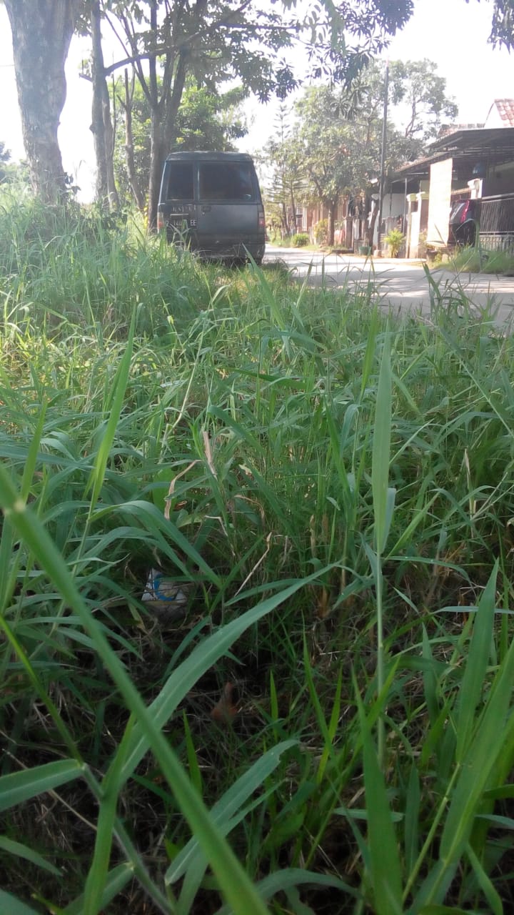 BABAT RUMPUT DI JALAN BUMIREJO