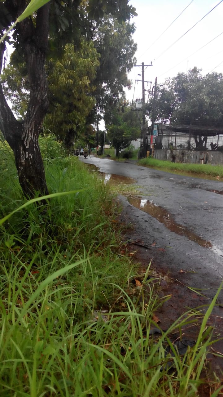BABAT RUMPUT DI JALAN H.M CHAERON