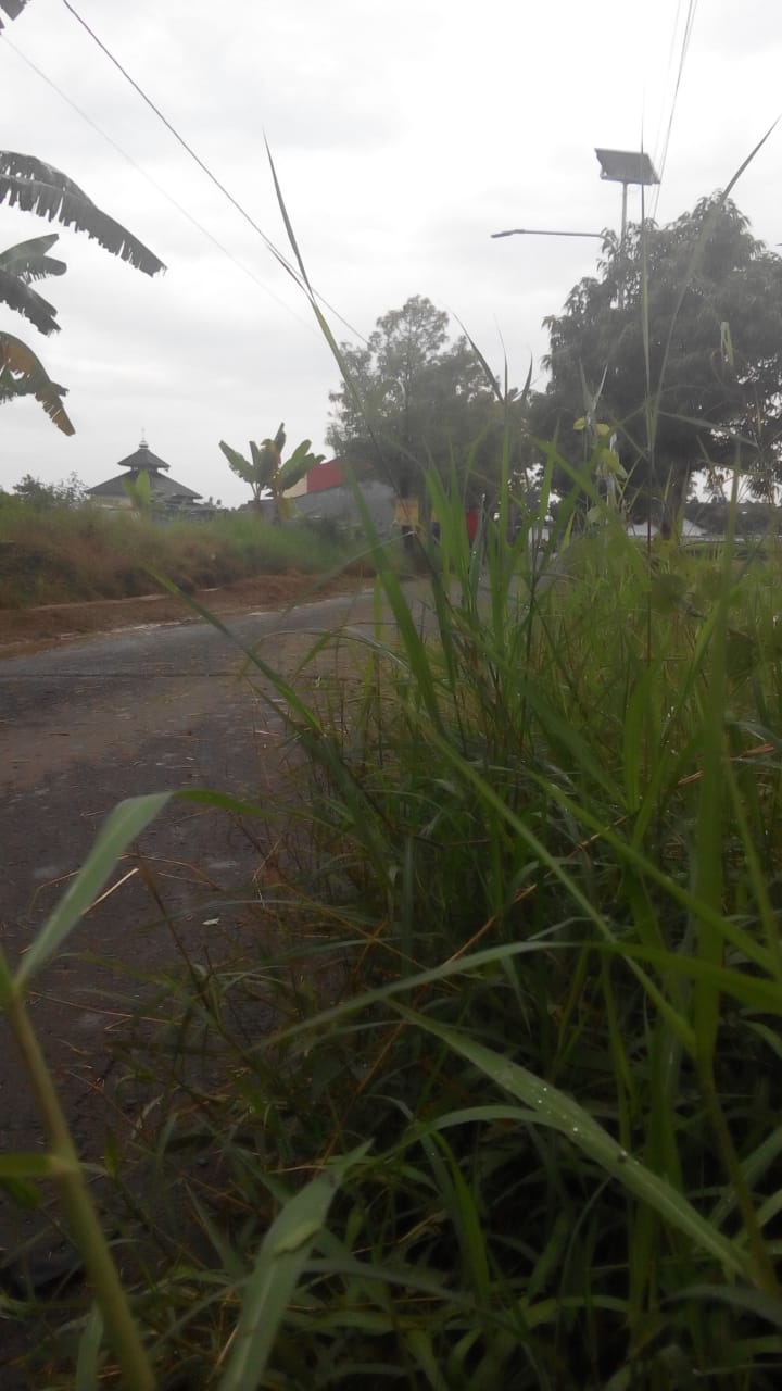 BABAT RUMPUT DI JALAN H.M CHAERON