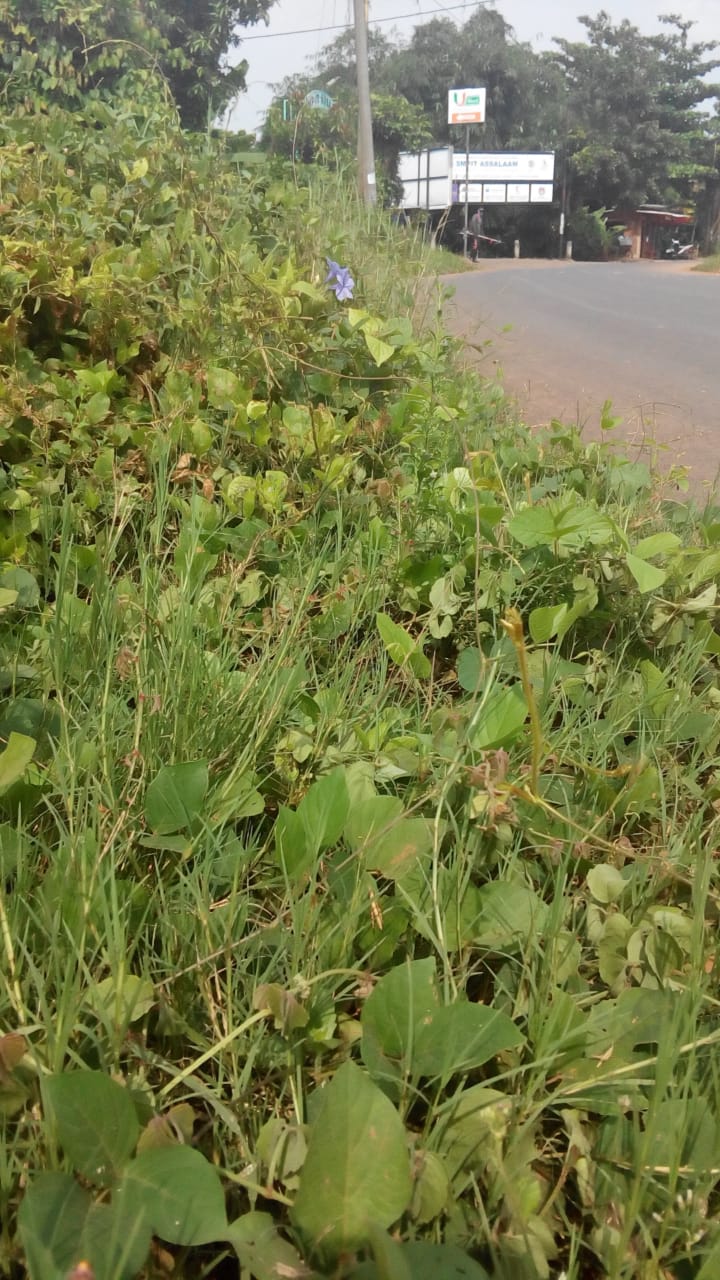 BABAT RUMPUT DI JALAN IR SUTAMI