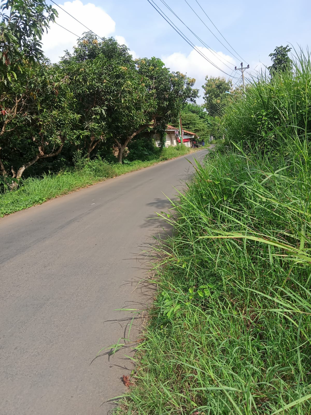 BABAT RUMPUT DI JALAN IR. SUTAMI