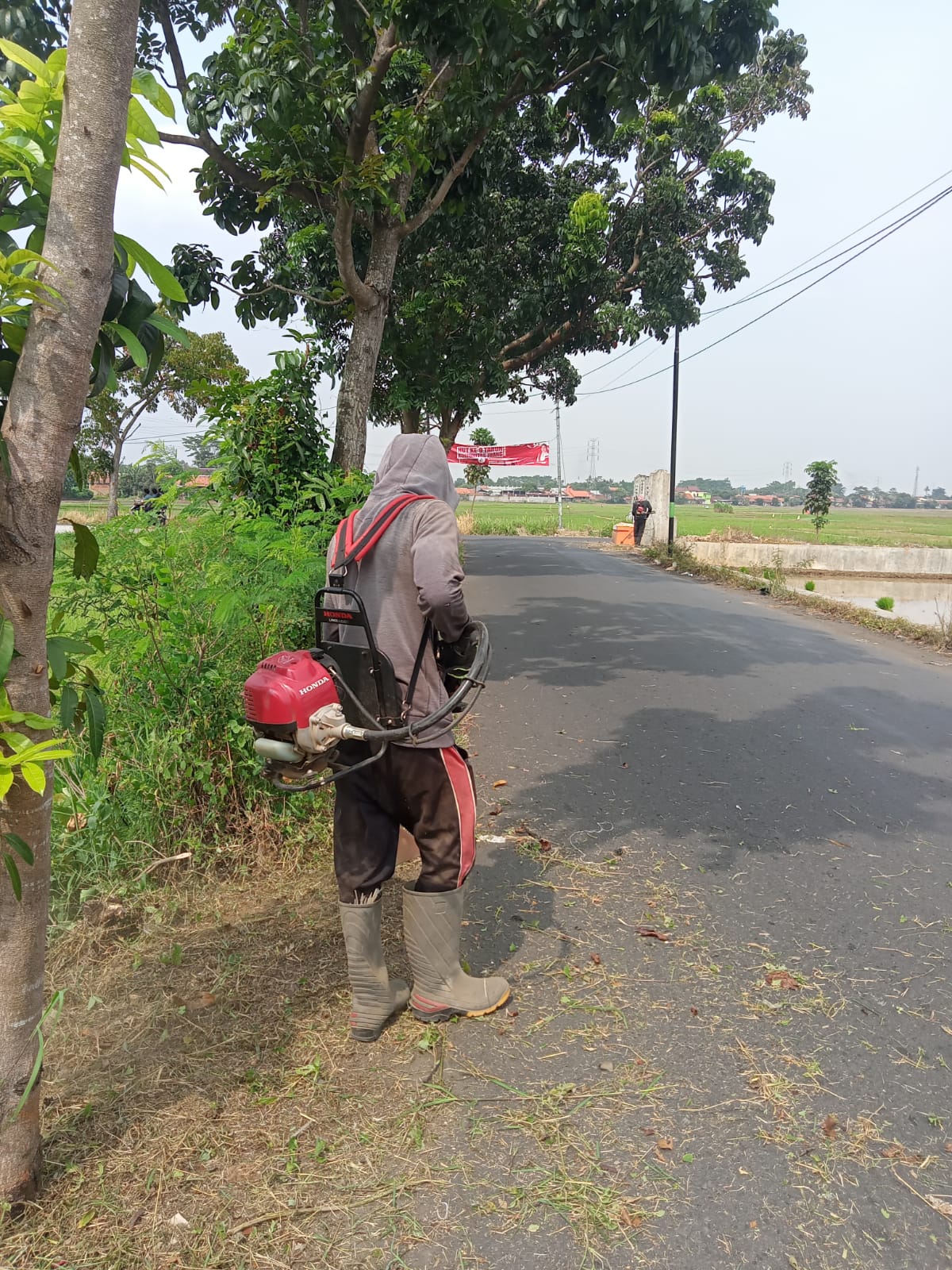 BABAT RUMPUT DI JALAN AMPERA