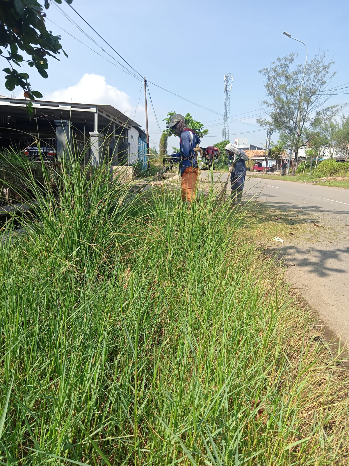 BABAT RUMPUT DI JALAN KUSUMA BANGSA