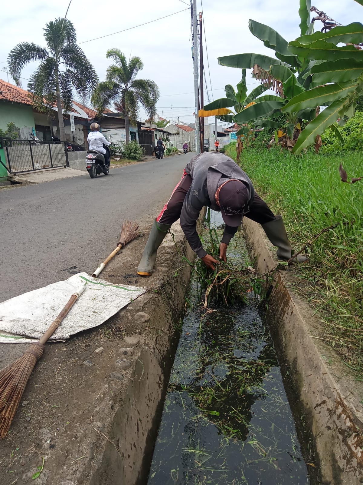BABAT RUMPUT JALAN ASEM BINATUR