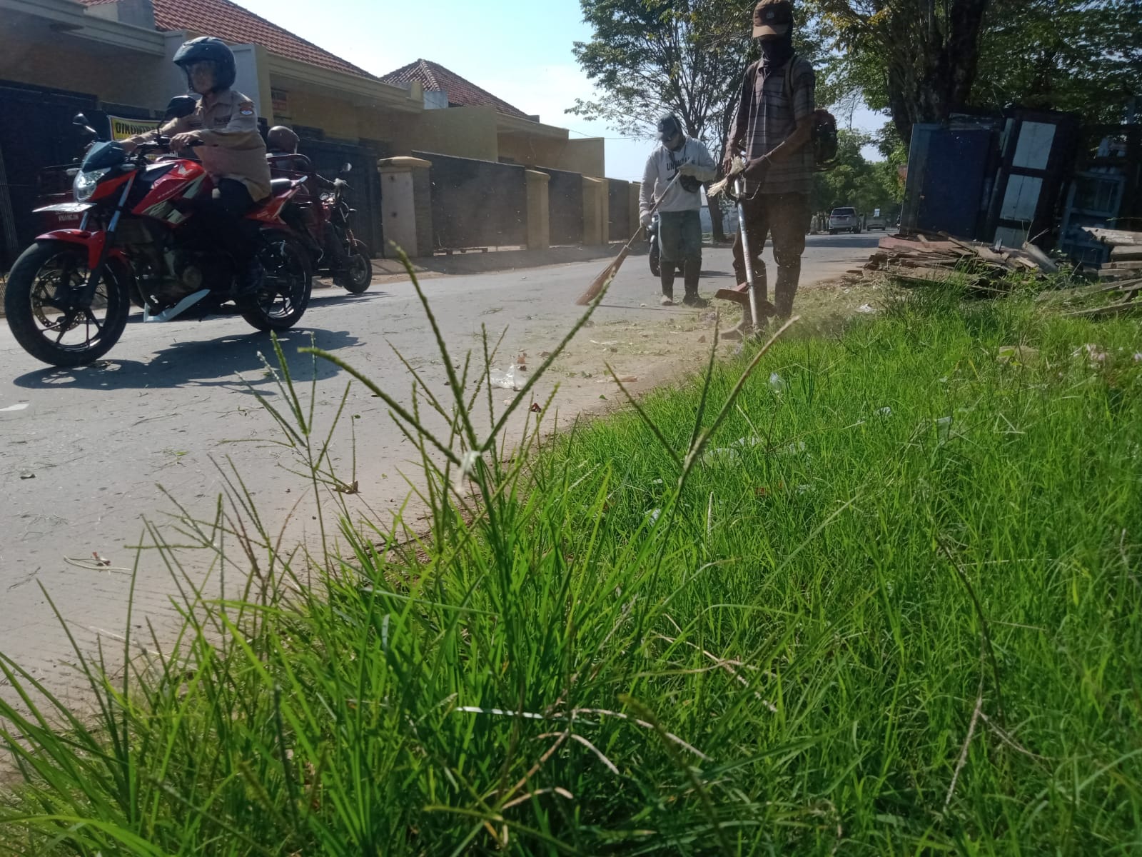 BABAT RUMPUT DI JALAN KI MANGUNSARKORO