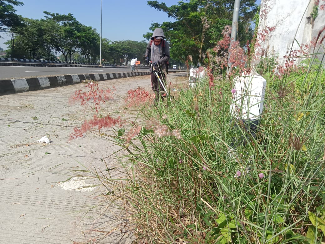 BABAT RUMPUT DI JALAN ACHMAD ALF ARSLAN DJUNAID