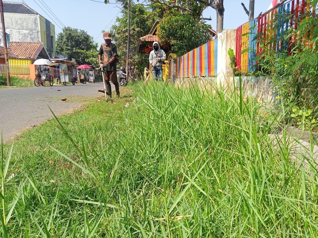 BABAT RUMPUT DI JALAN LOMPO
