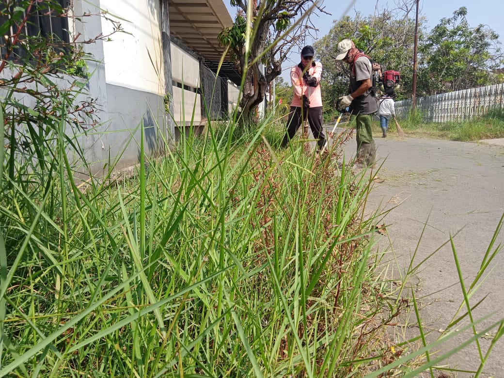 BABAT RUMPUT DI JALAN MURIA