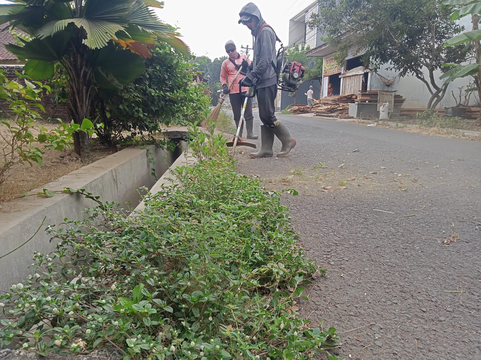 BABAT RUMPUT DI JALAN PELITA 5