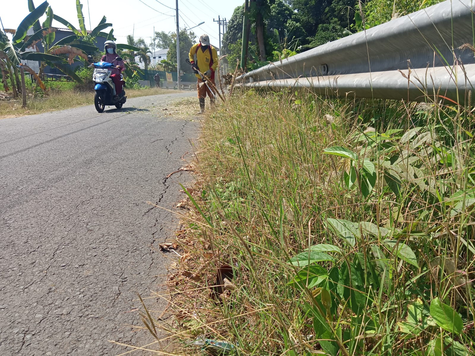 BABAT RUMPUT DI JALAN IR SUTAMI