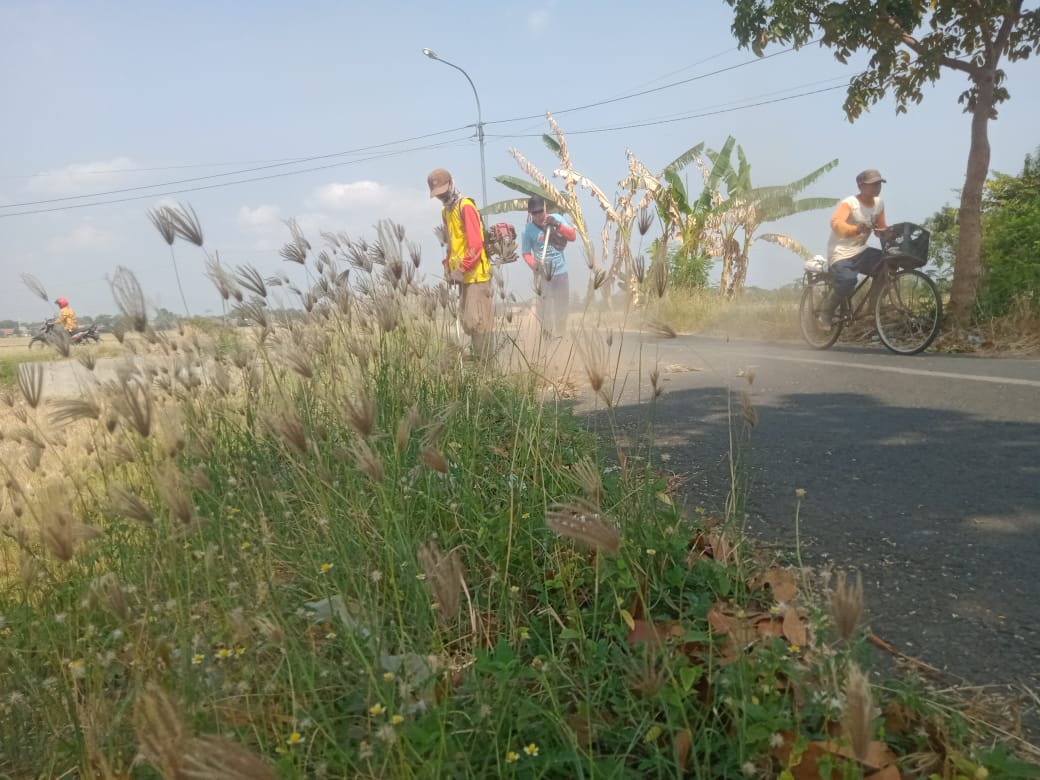 BABAT RUMPUT DI JALAN TRIKORA